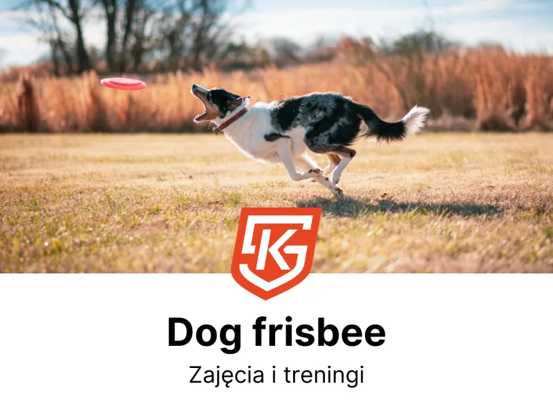 Dog frisbee - treningi i zajęcia
