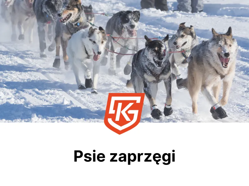 Psie zaprzęgi dla dzieci i dorosłych - treningi